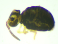 Dicyrtomina saundersi